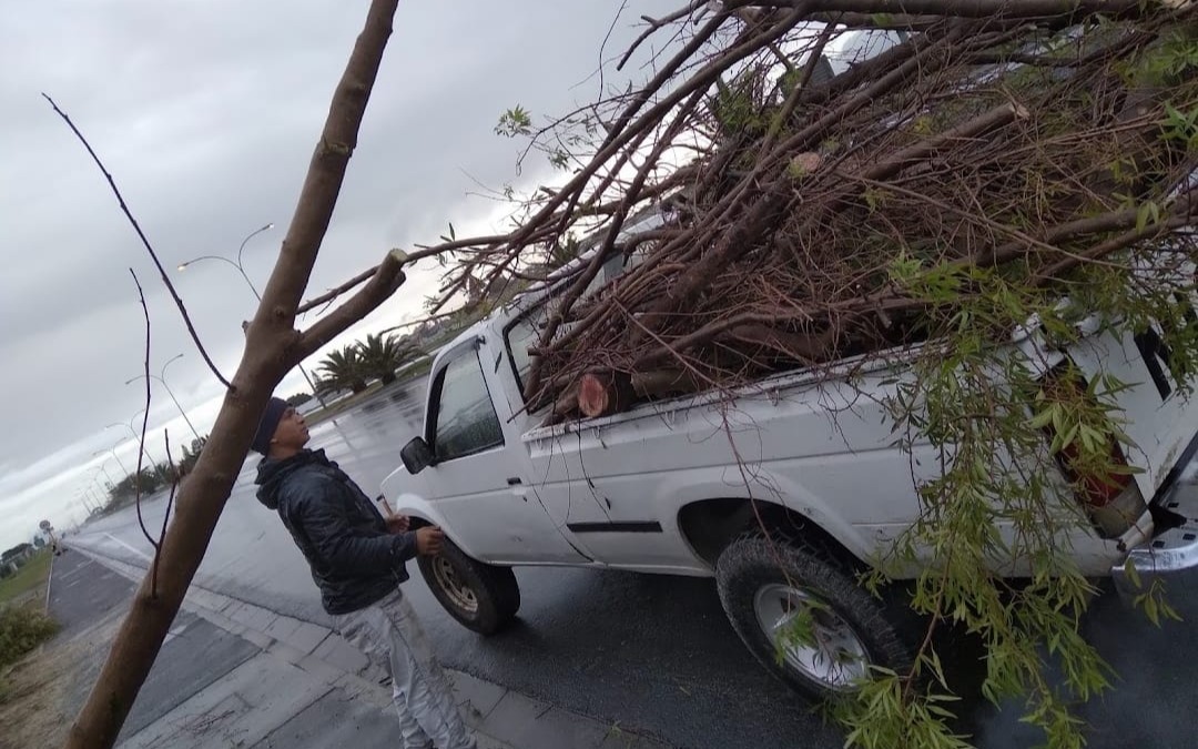 Campaign Image-8 for G & V AGREEMENTS Cape Town with Caption: Removal of  tree cutting and edging